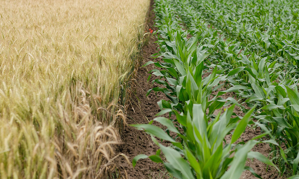 wheat and corn in field